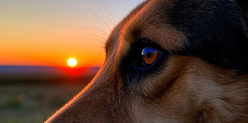 eclipse solar animales
