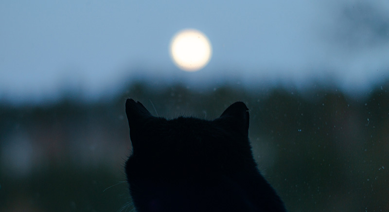 eclipse solar animales