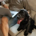vuelta rutina mascotas