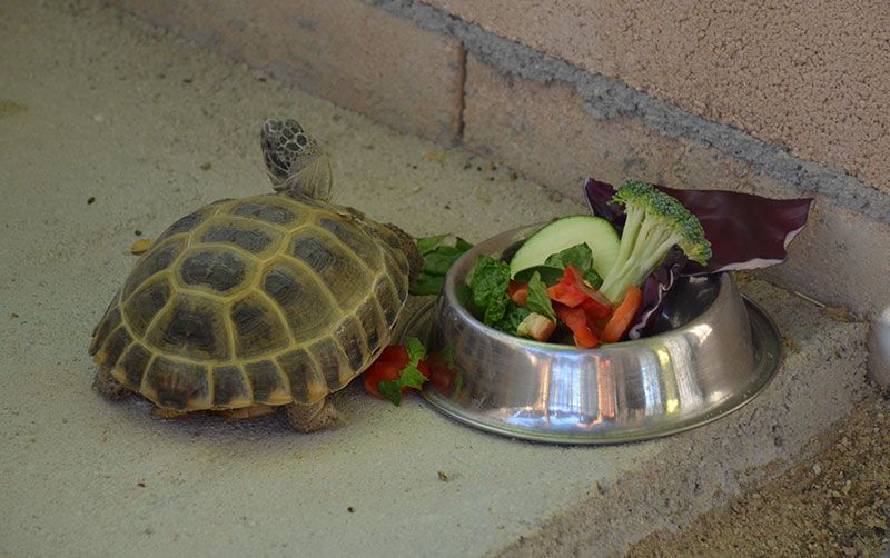 dónde dejar tortuga agua