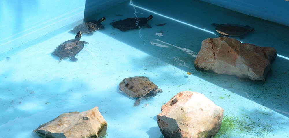 dónde dejar tortuga agua