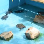 dónde dejar tortuga agua