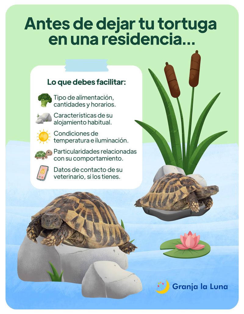 donde-dejar-tortuga-agua