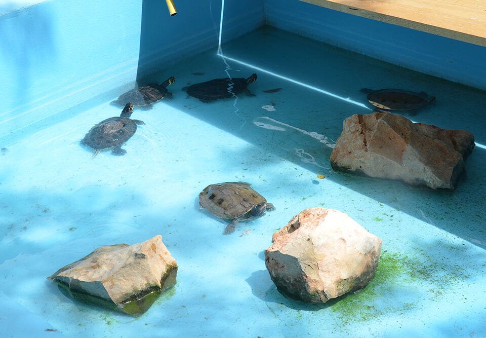 dónde dejar tortuga agua