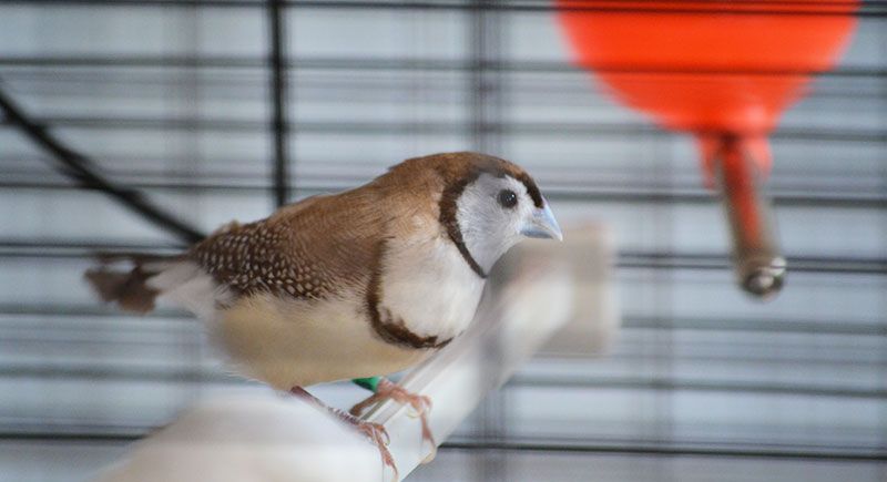 residencias para mascotas