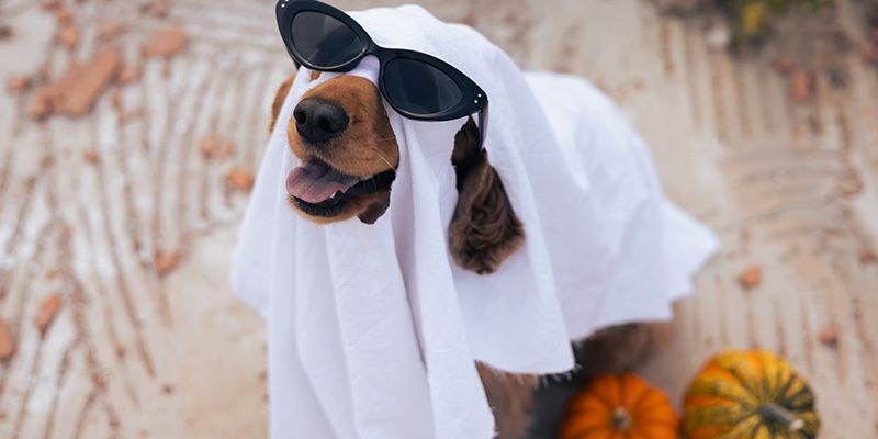 Halloween y mascotas