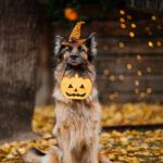 Halloween y mascotas