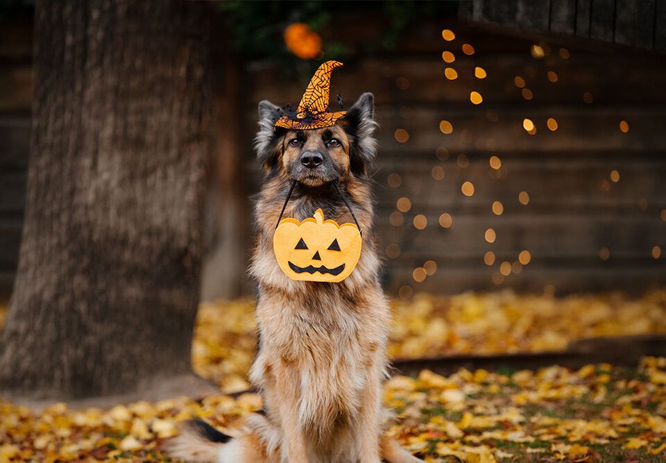 Halloween y mascotas