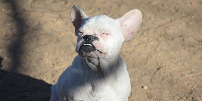perro nervioso