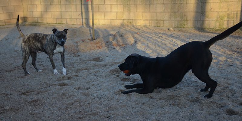 perro nervioso