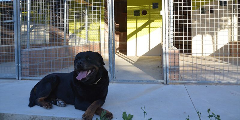 perro nervioso